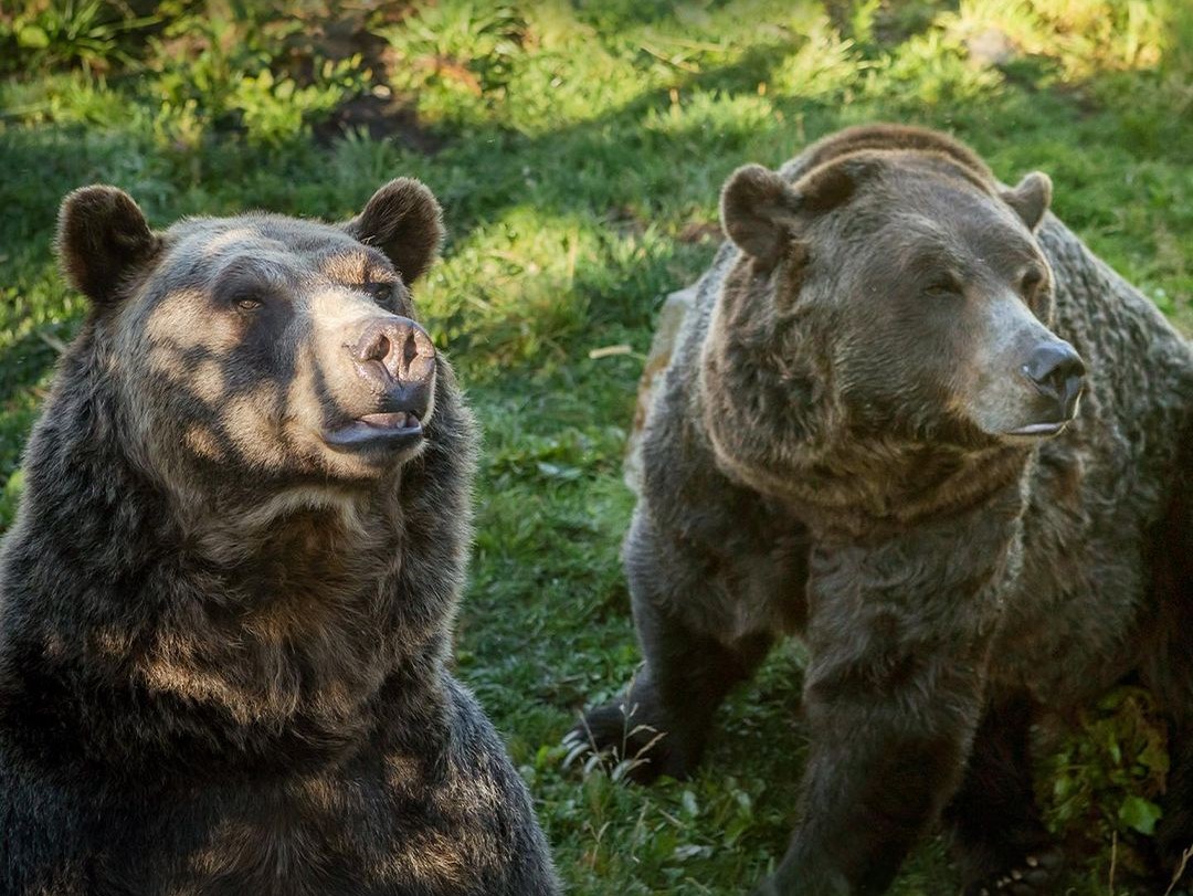 Singing to Grizzlies